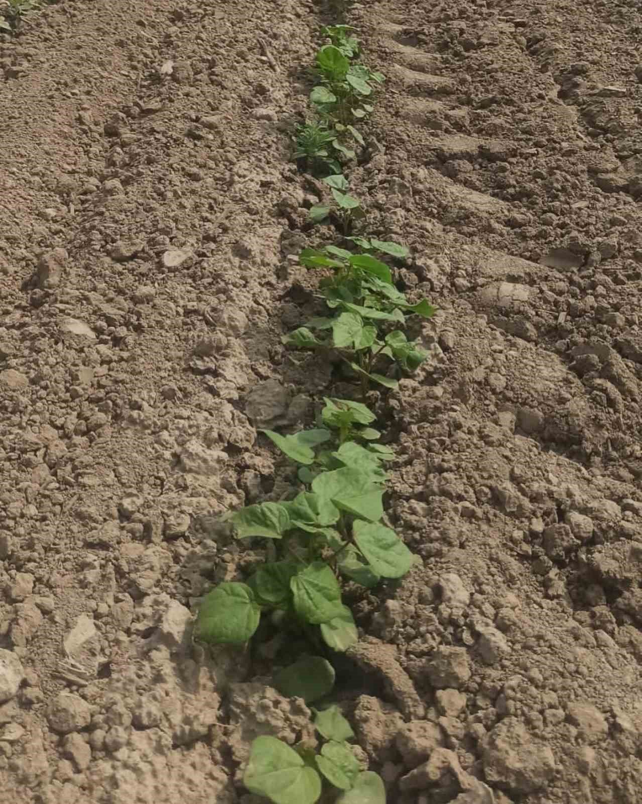 Didim’in pamuğu temiz çıktı