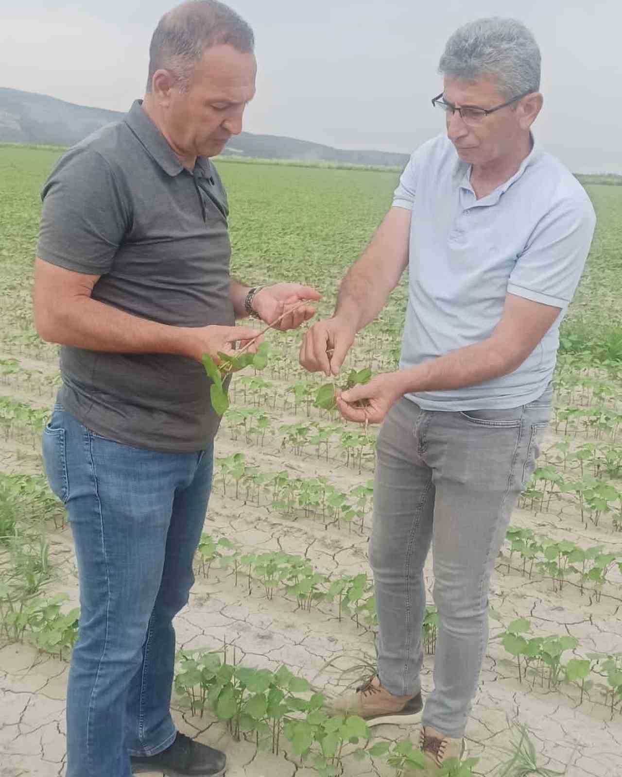 Didim’in pamuğu temiz çıktı