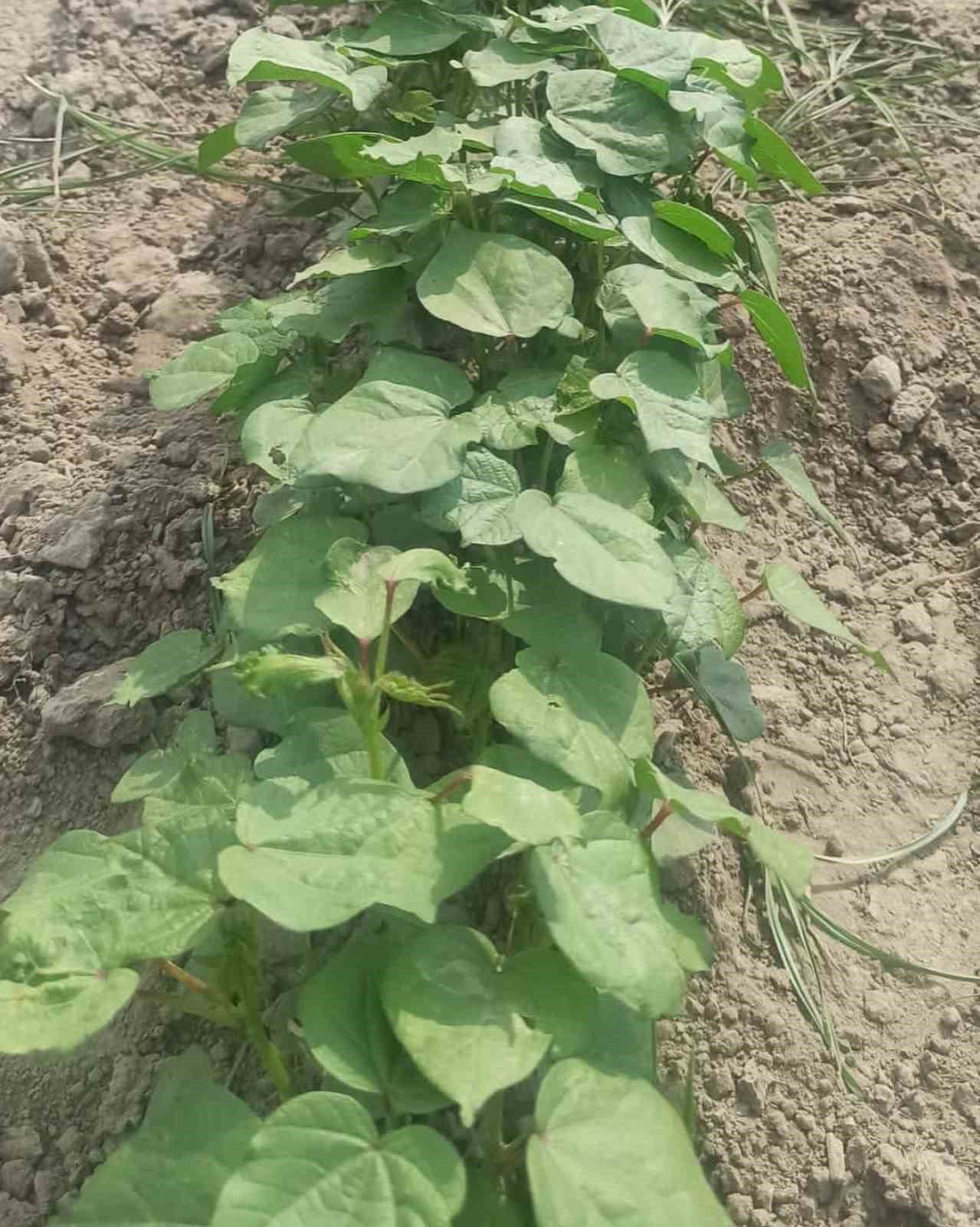 Didim’in pamuğu temiz çıktı