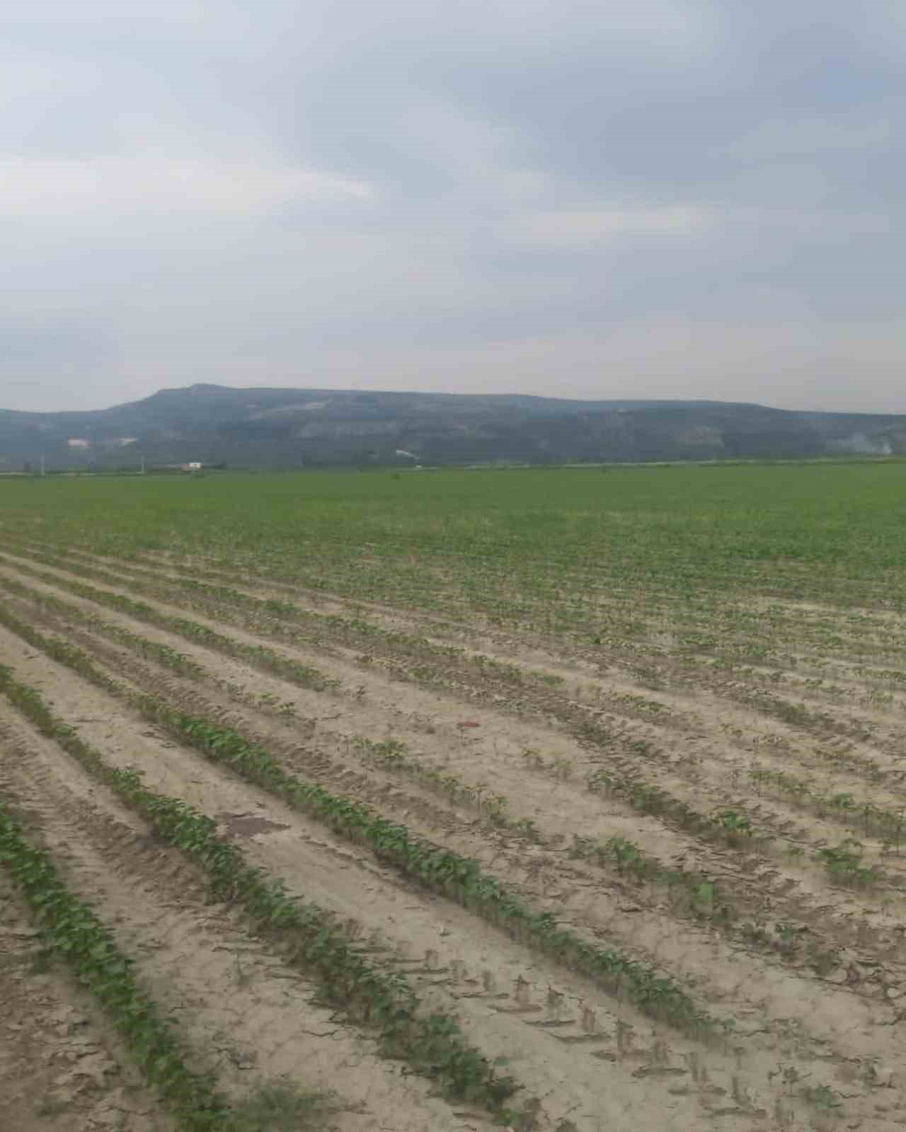 Didim’in pamuğu temiz çıktı