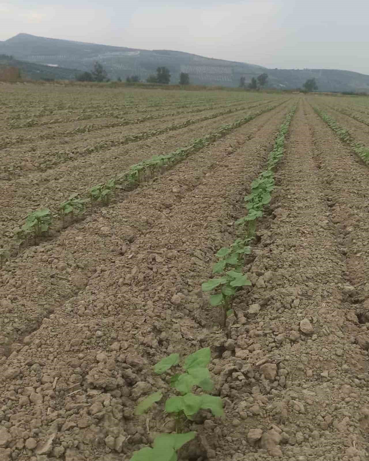 Didim’in pamuğu temiz çıktı