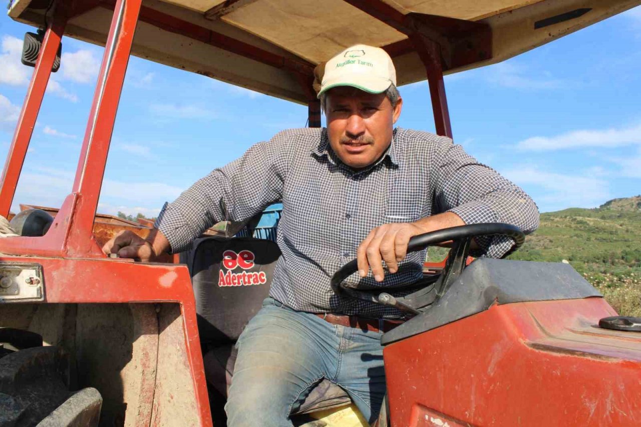 Pamuk ekimleri yağmur engeline takıldı