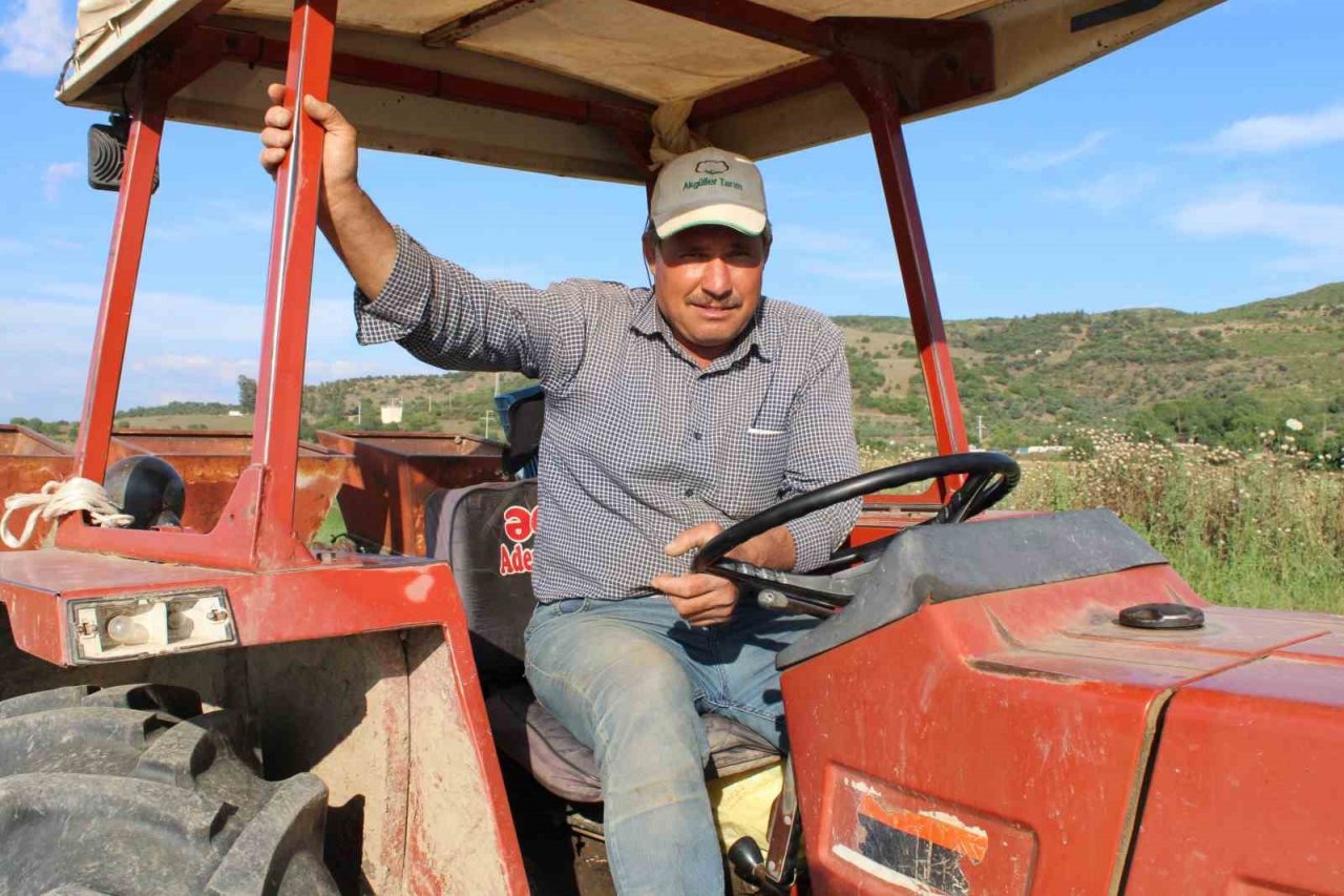 Pamuk ekimleri yağmur engeline takıldı