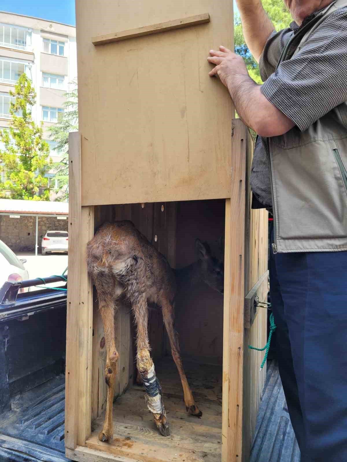 Yaralı karacayı vatandaşlar kurtardı