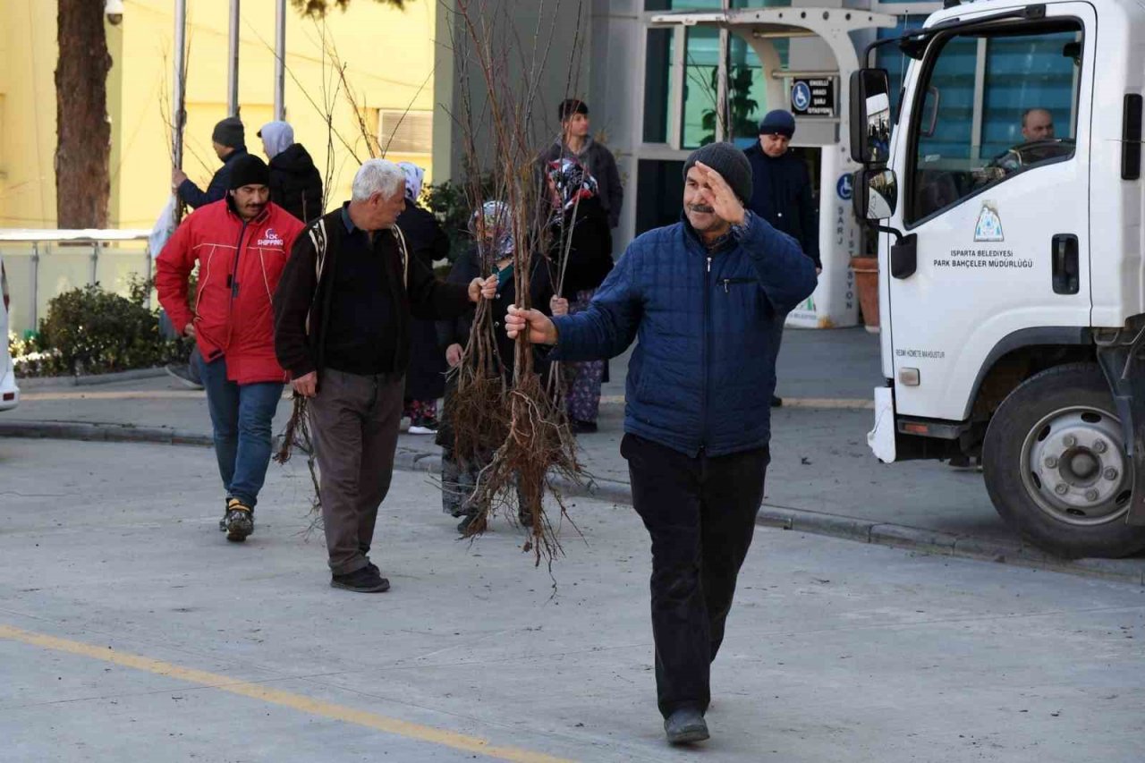 Isparta Belediyesi cuma günü 10 bin adet armut fidanını ücretsiz dağıtacak