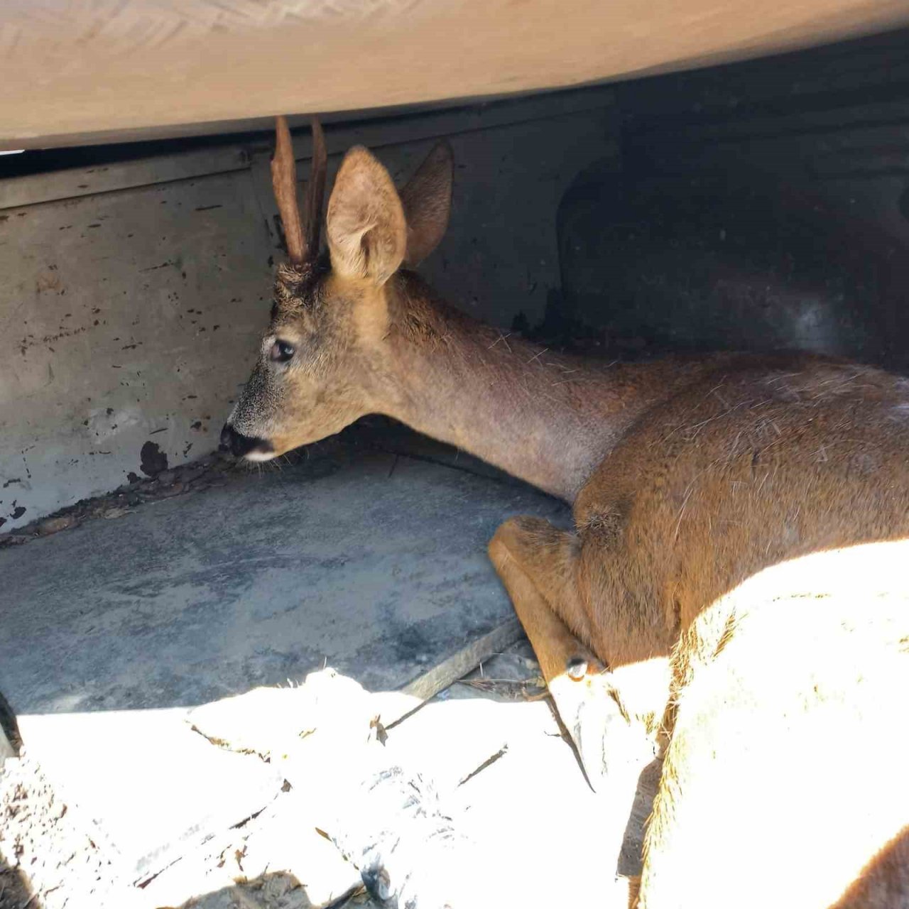 Yaralı karacayı vatandaşlar kurtardı
