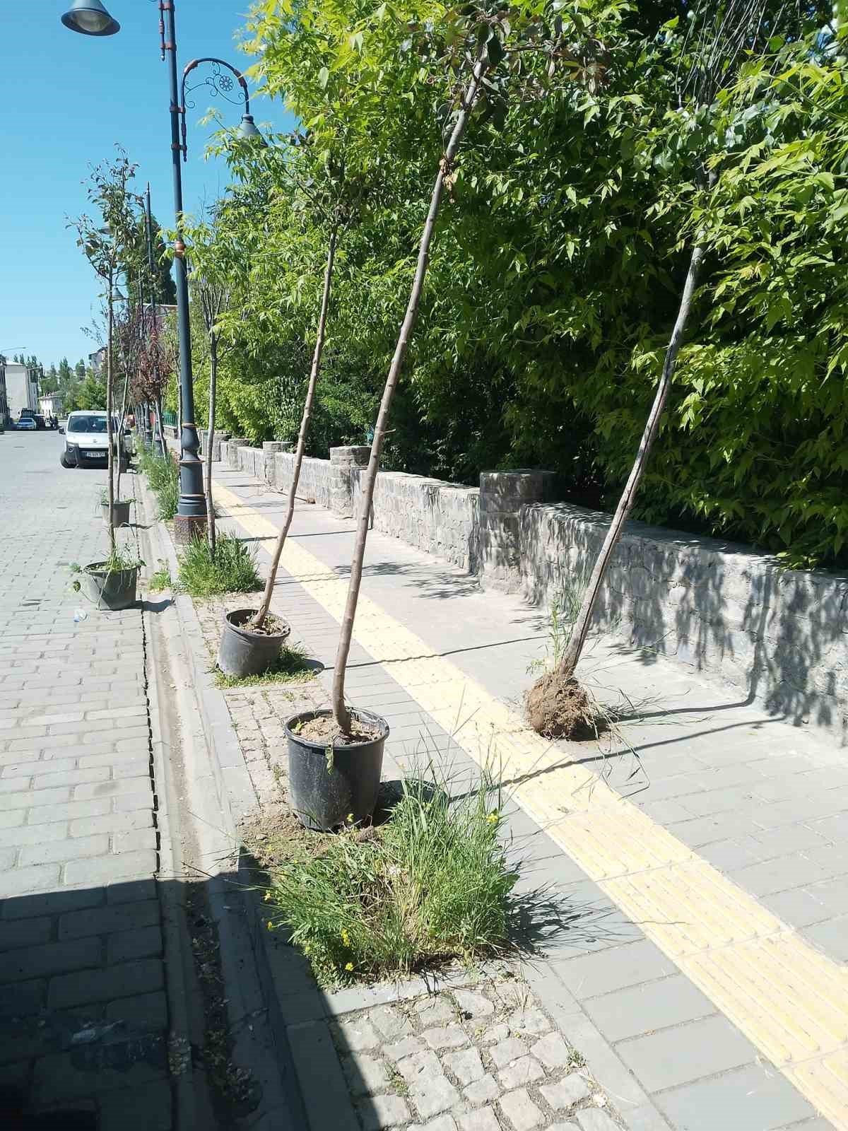 Kars’ta kuruyan ağaçlar değiştiriliyor