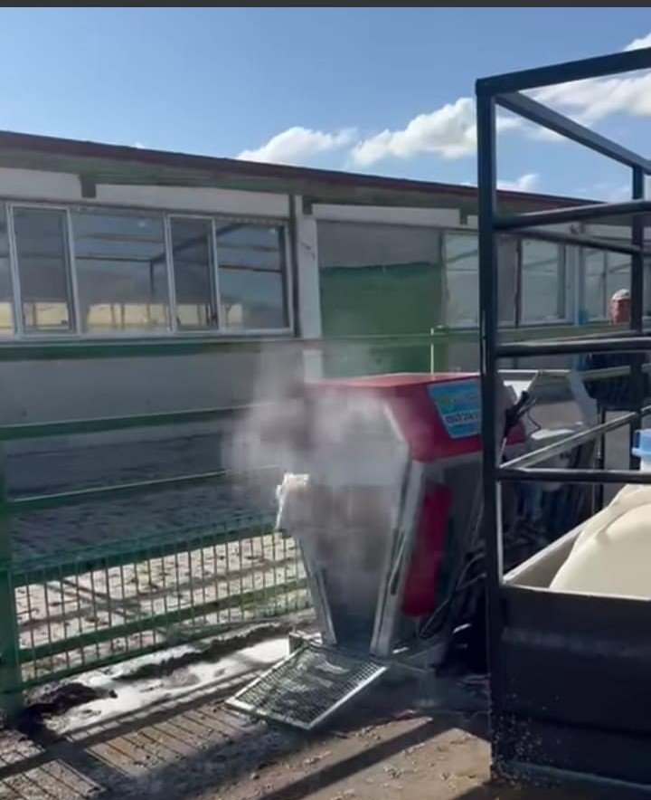 İlaçlanan koyunların sevimlilikleri sosyal medyada büyük ilgi gördü