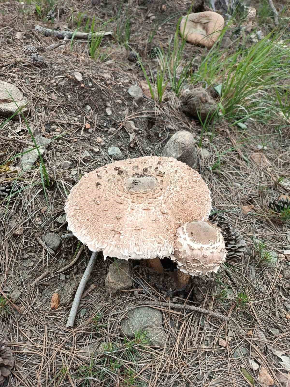 Kütahya’da yağışlar mantara bereket, sofralara lezzet getirdi