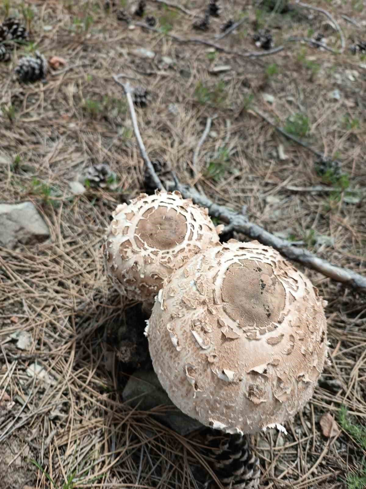 Kütahya’da yağışlar mantara bereket, sofralara lezzet getirdi