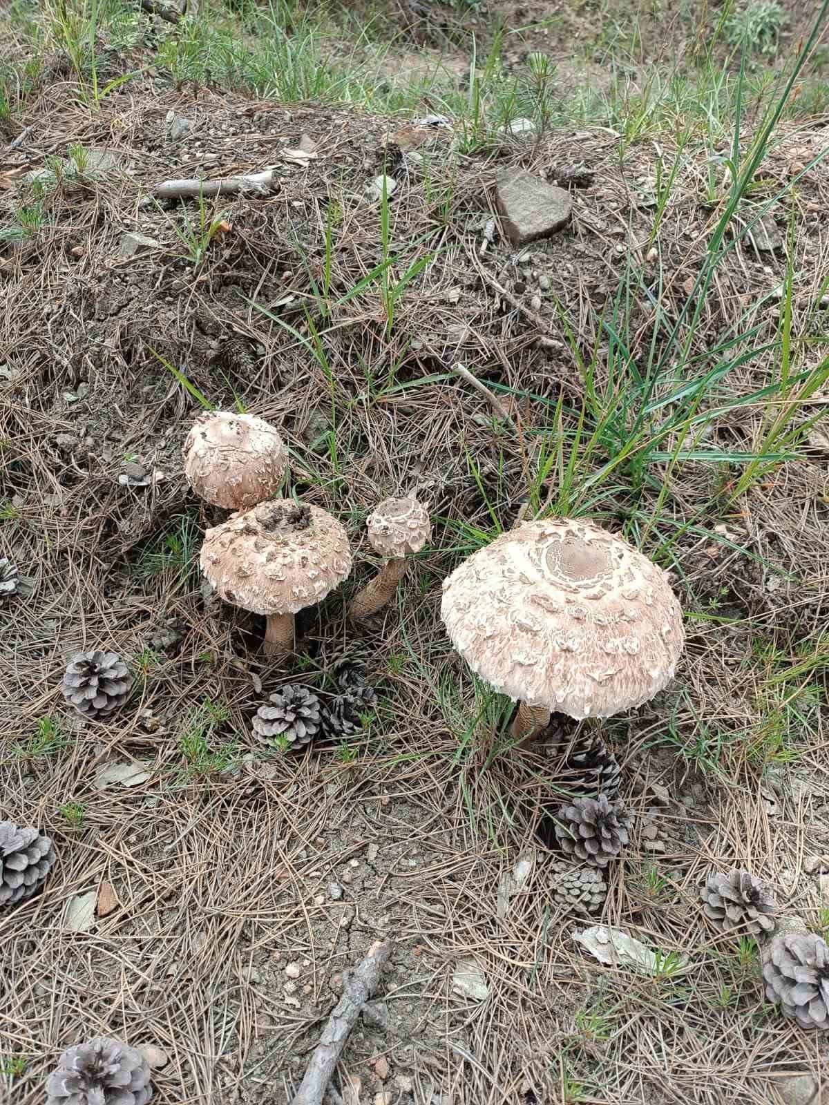 Kütahya’da yağışlar mantara bereket, sofralara lezzet getirdi