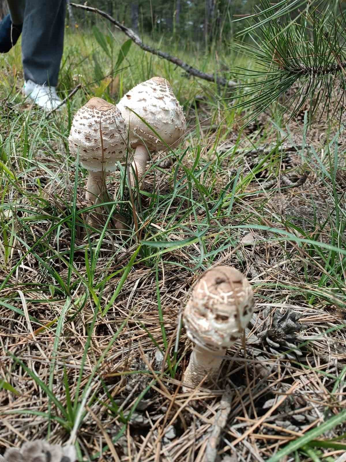 Kütahya’da yağışlar mantara bereket, sofralara lezzet getirdi