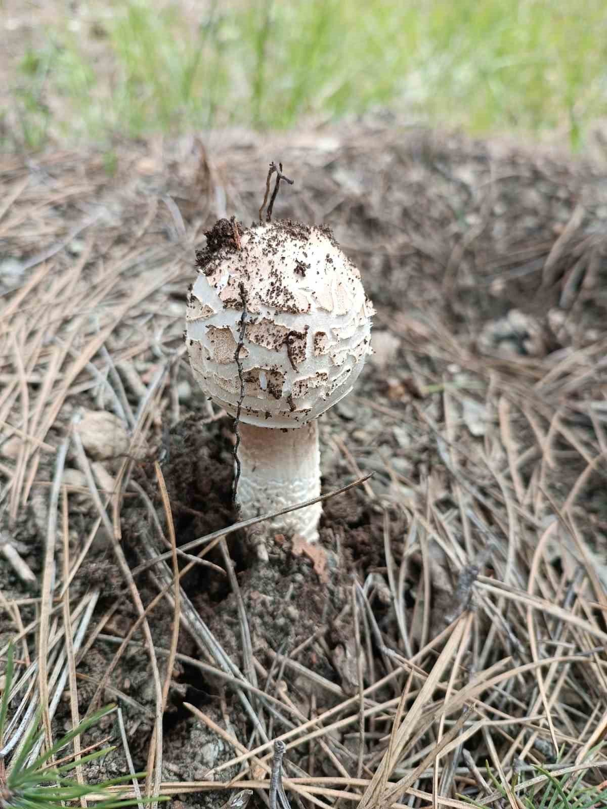 Kütahya’da yağışlar mantara bereket, sofralara lezzet getirdi