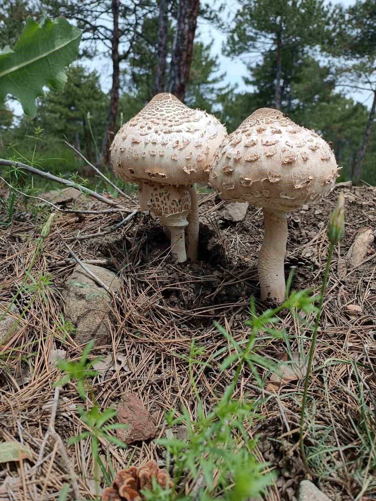 Kütahya’da yağışlar mantara bereket, sofralara lezzet getirdi
