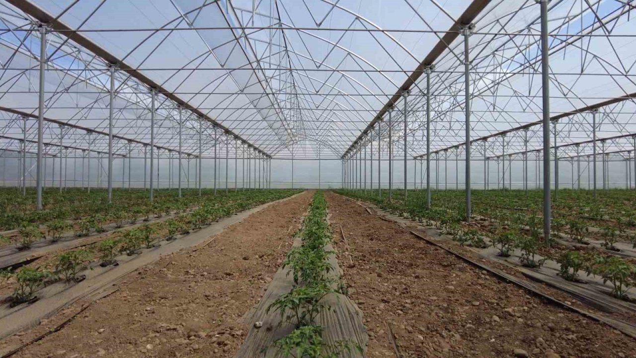 Erzincan’da seracılık sektörü, yeni kurulan seralarla büyüyor