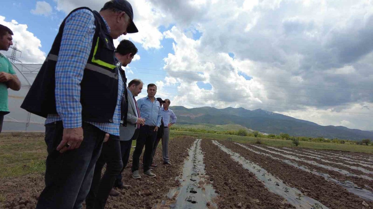 Erzincan’da seracılık sektörü, yeni kurulan seralarla büyüyor