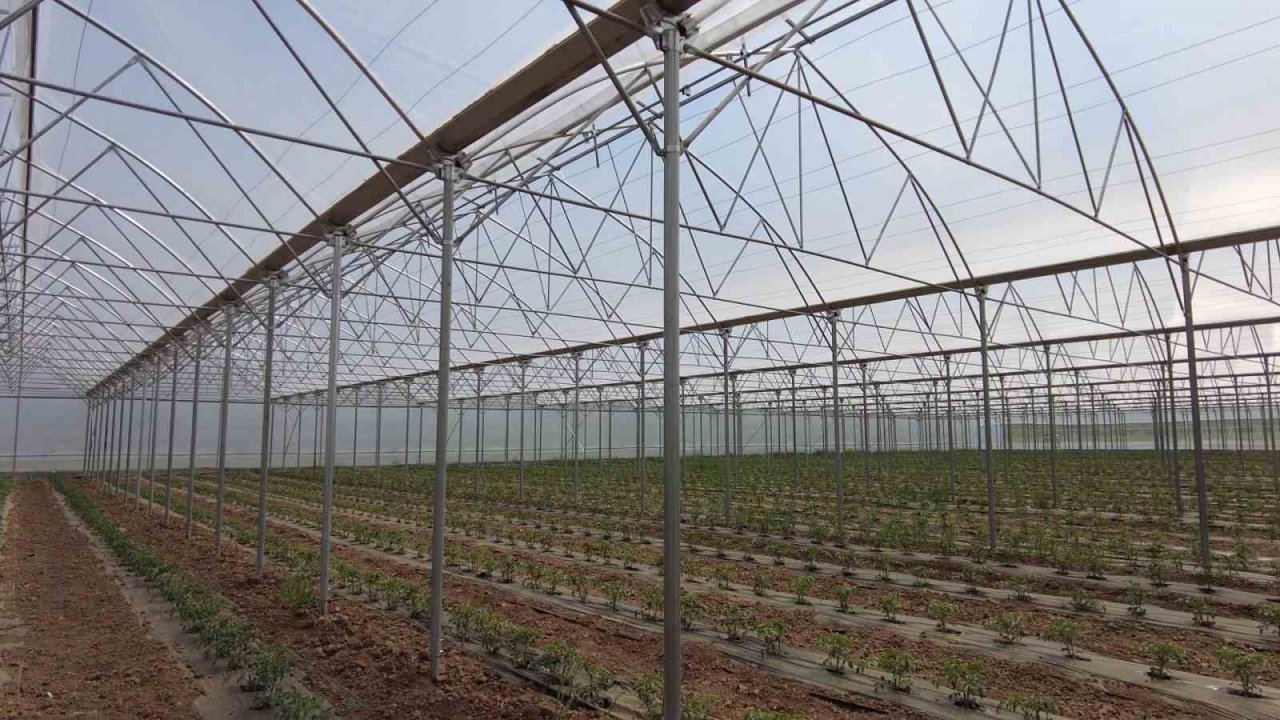 Erzincan’da seracılık sektörü, yeni kurulan seralarla büyüyor