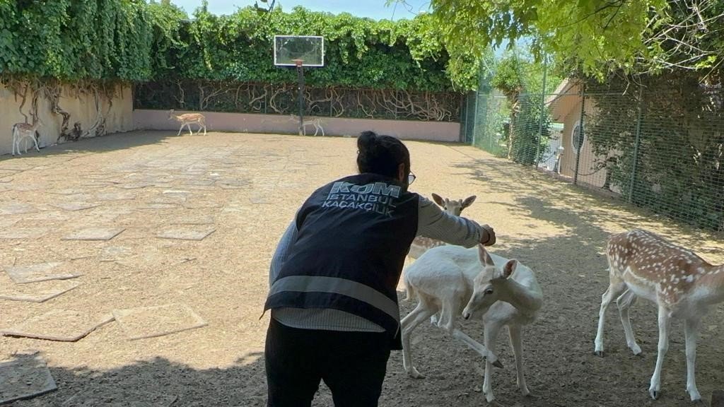 Yabani hayvan çiftliğine dönüştürülen villaya operasyon: 12 geyik ve 6 tavus kuşuna el konuldu