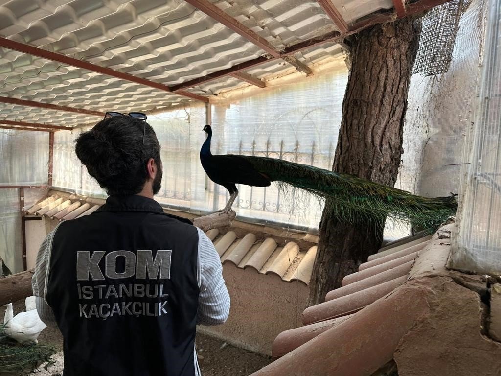 Yabani hayvan çiftliğine dönüştürülen villaya operasyon: 12 geyik ve 6 tavus kuşuna el konuldu