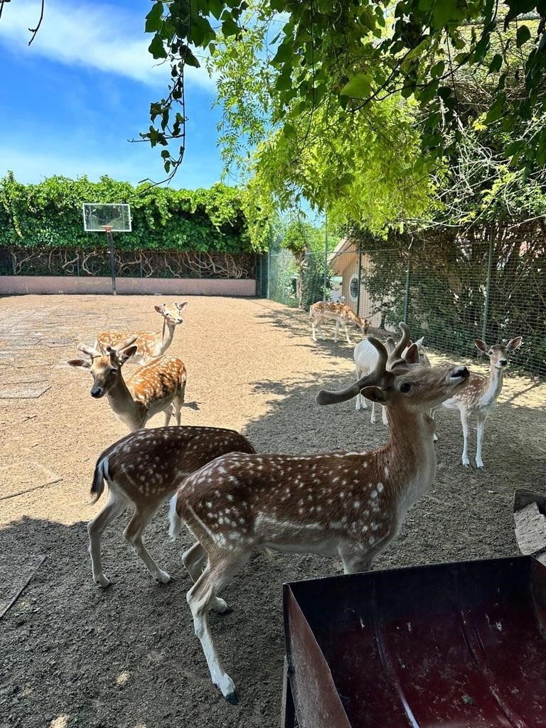 Yabani hayvan çiftliğine dönüştürülen villaya operasyon: 12 geyik ve 6 tavus kuşuna el konuldu