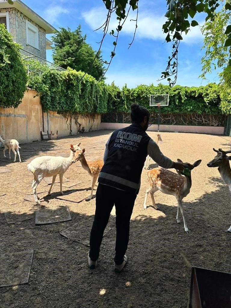 Yabani hayvan çiftliğine dönüştürülen villaya operasyon: 12 geyik ve 6 tavus kuşuna el konuldu
