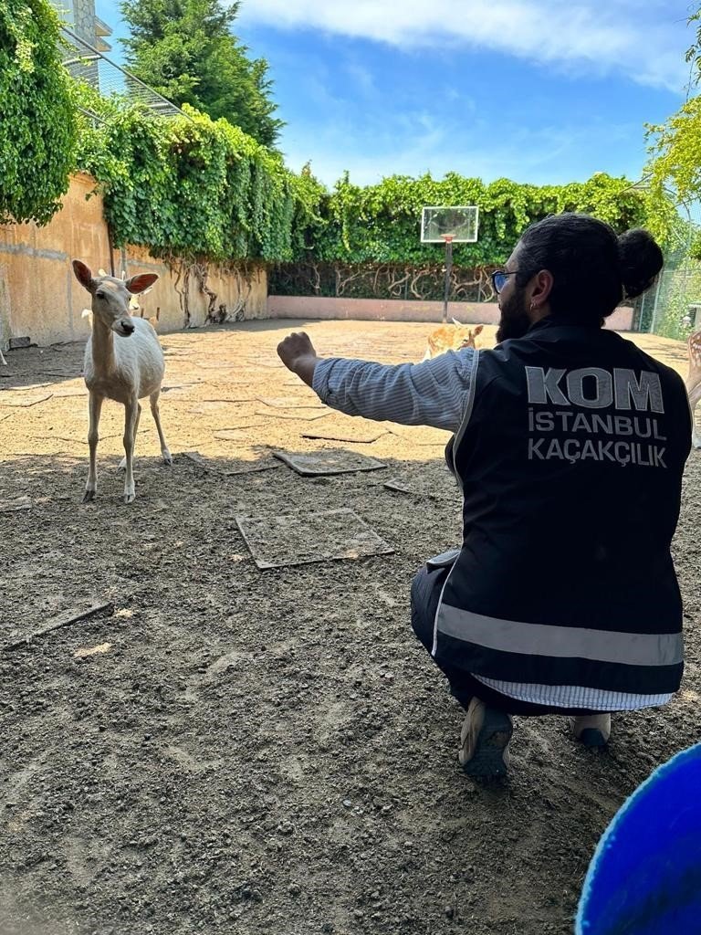 Yabani hayvan çiftliğine dönüştürülen villaya operasyon: 12 geyik ve 6 tavus kuşuna el konuldu