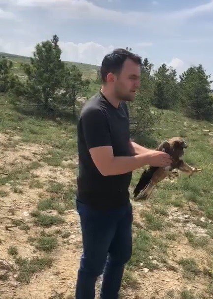 Sıcak çarptı, tedavisinin ardından doğaya salındı