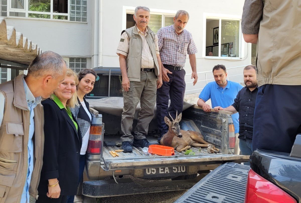 Yaralı karacayı vatandaşlar kurtardı