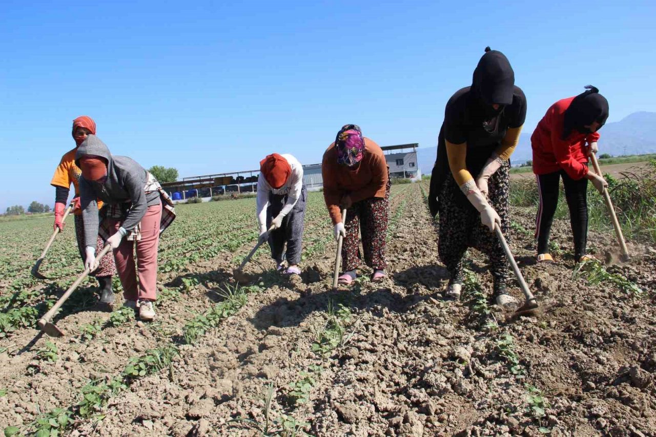 Aydın’da çapa sezonu başladı