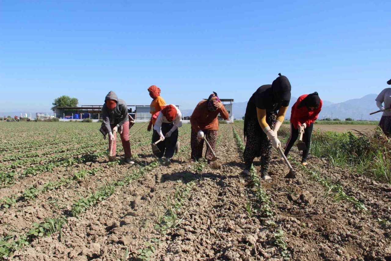 Aydın’da çapa sezonu başladı