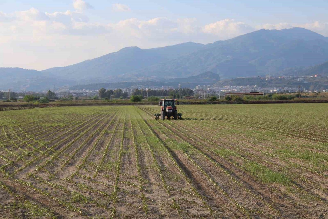Pamuk ekimleri yağmur engeline takıldı