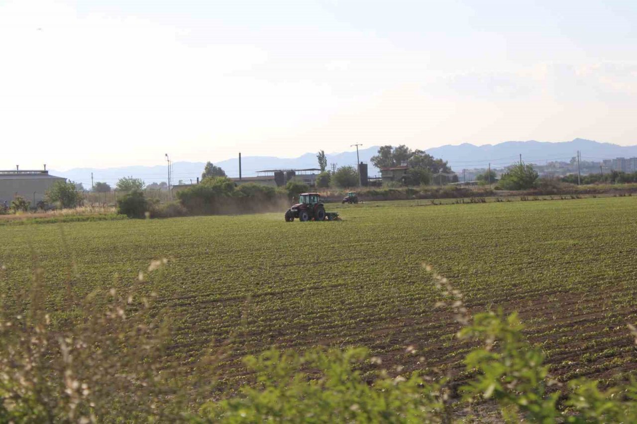 Pamuk ekimleri yağmur engeline takıldı
