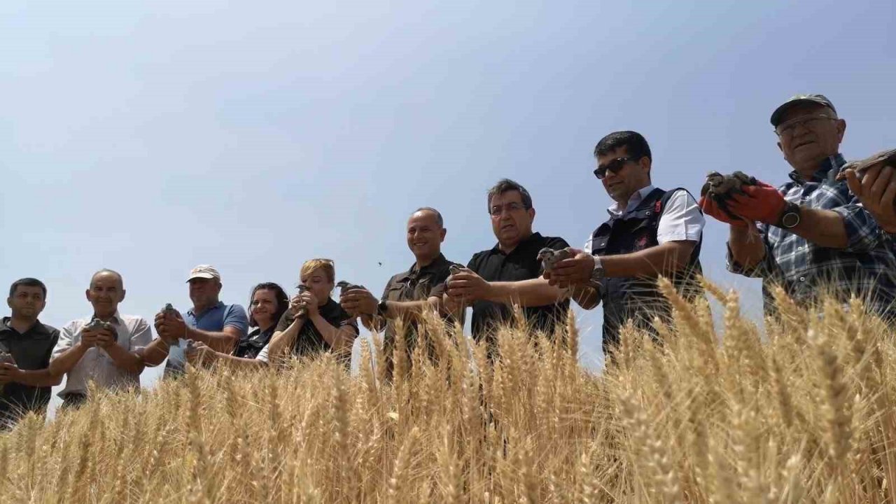 Süneyle mücadele için doğaya 2 bin keklik salındı