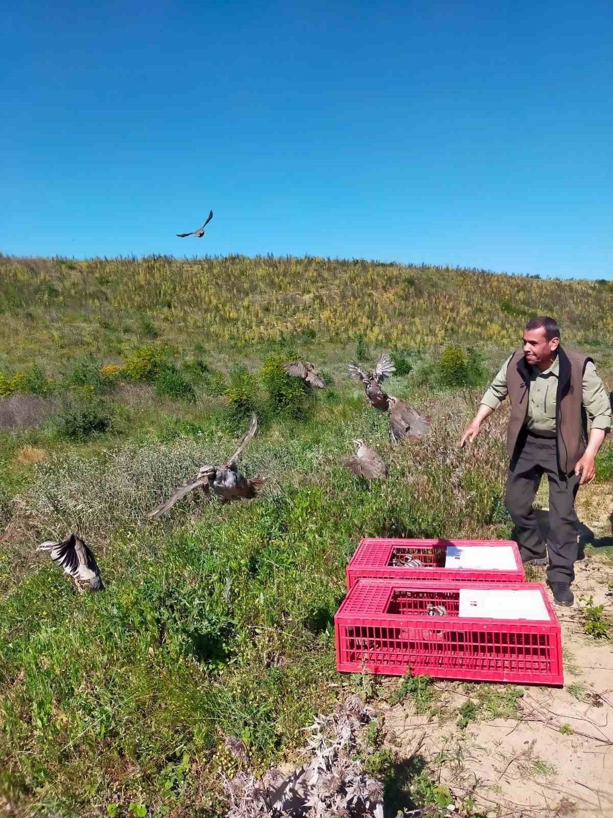 Süneyle mücadele için doğaya 2 bin keklik salındı