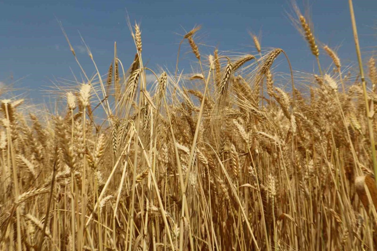 Diyarbakır hububatında tarihi rekolte: Çiftçinin yüzü güldü