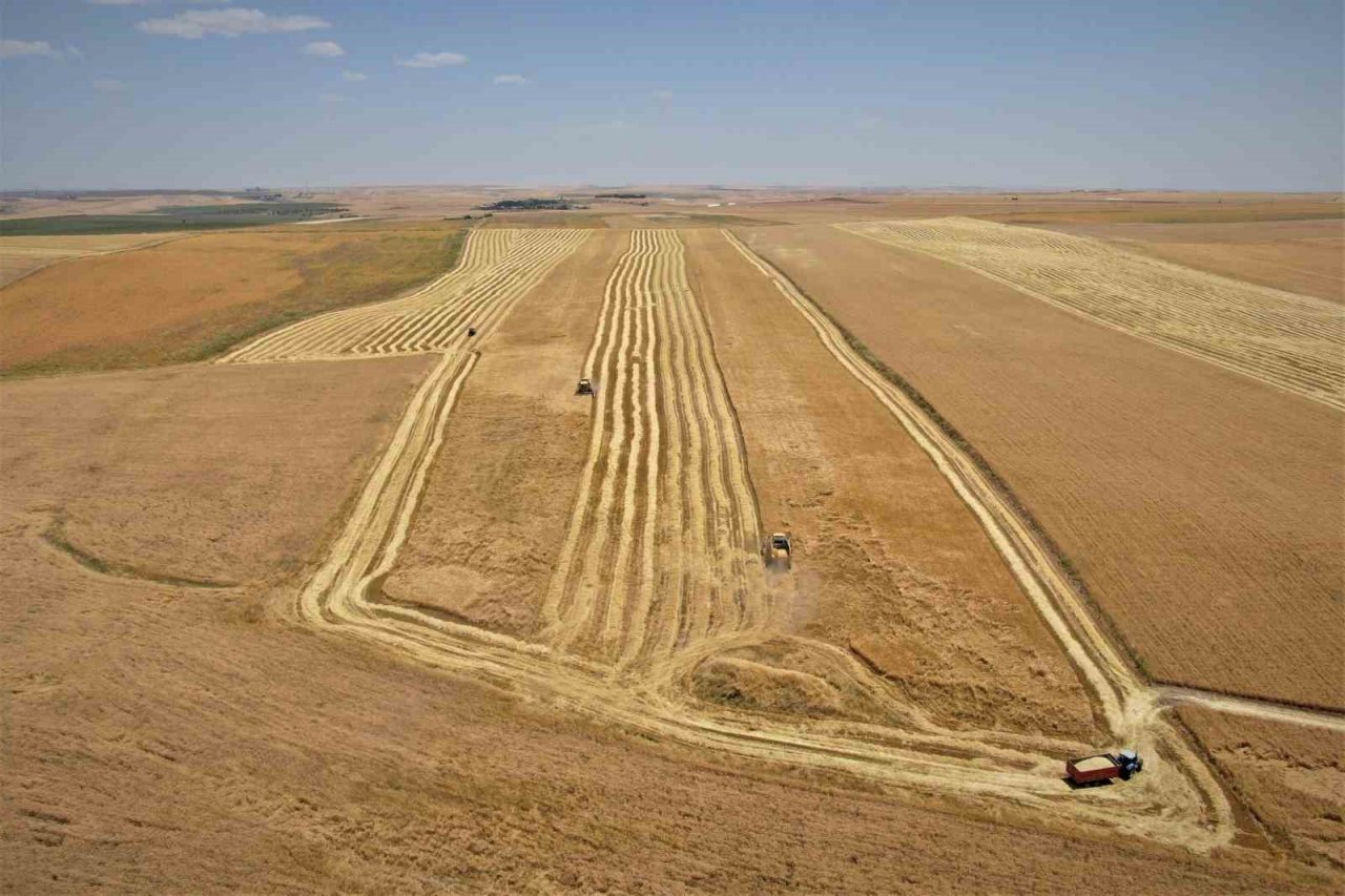 Diyarbakır hububatında tarihi rekolte: Çiftçinin yüzü güldü