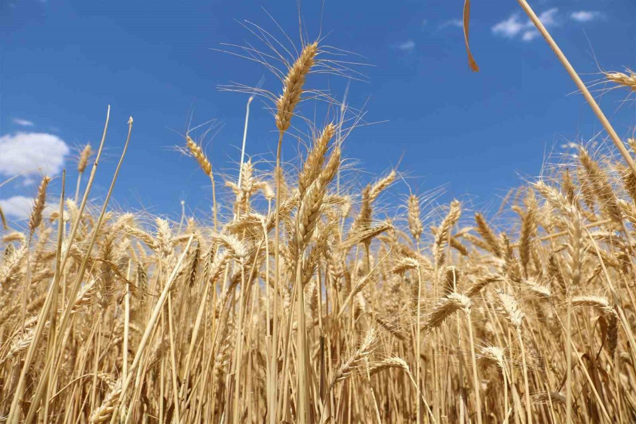 Diyarbakır hububatında tarihi rekolte: Çiftçinin yüzü güldü