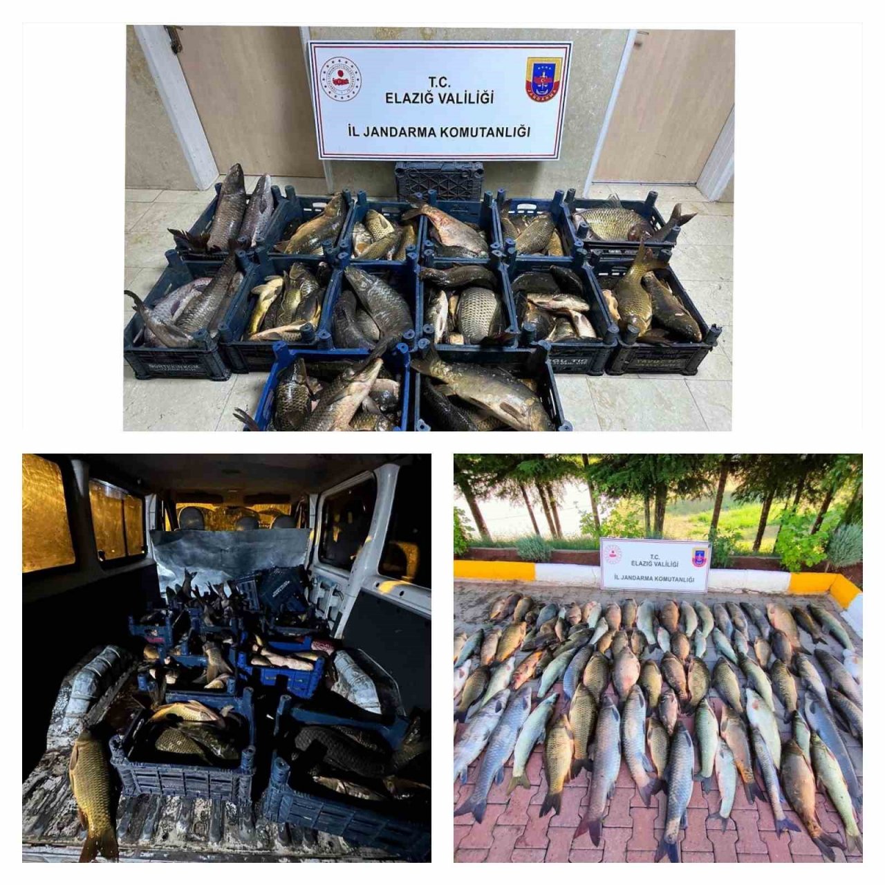 Elazığ’da 1 ton kaçak balık ele geçirildi