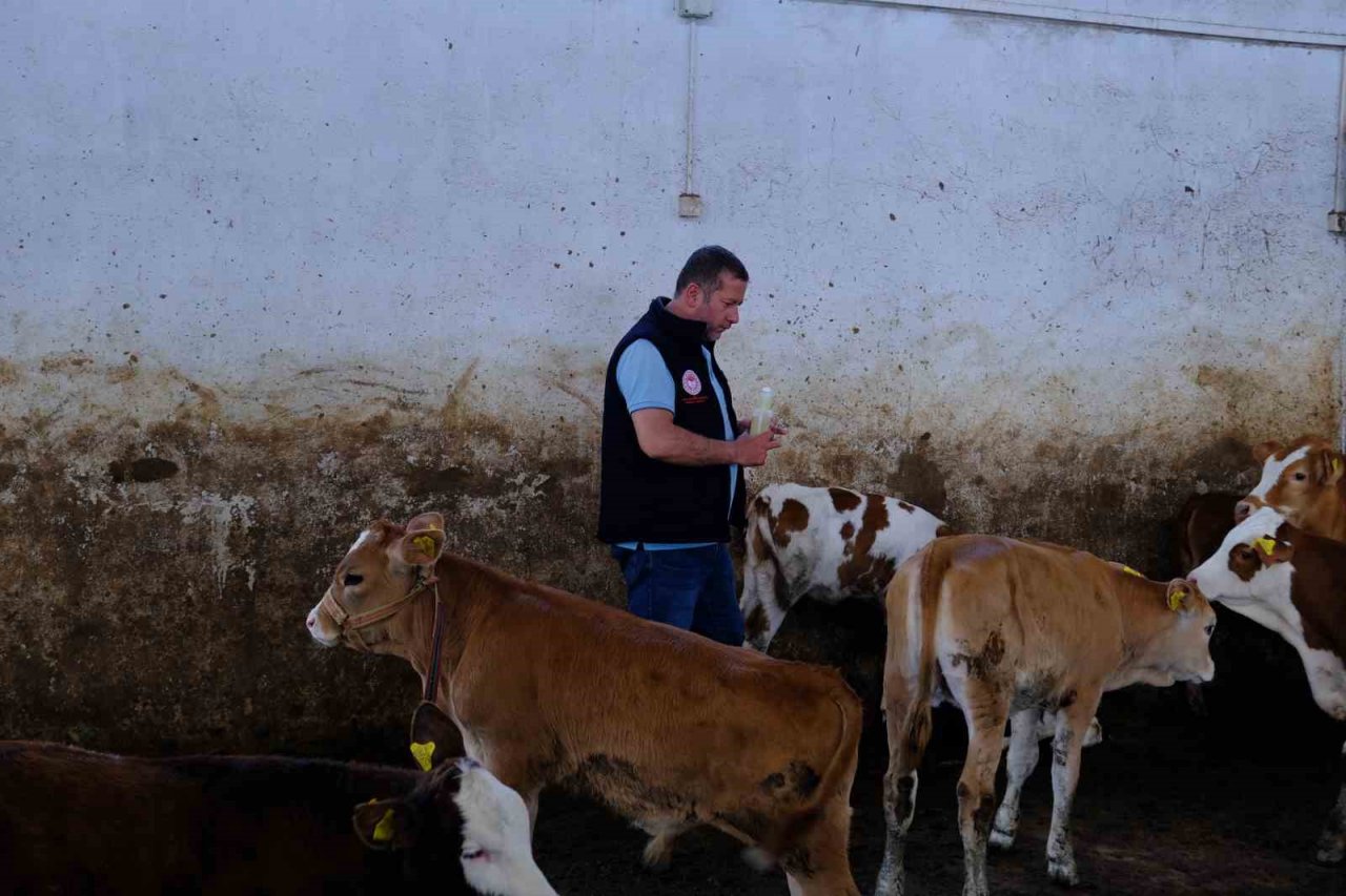 Büyükbaş hayvanlar kenelere karşı ilaçlanıyor