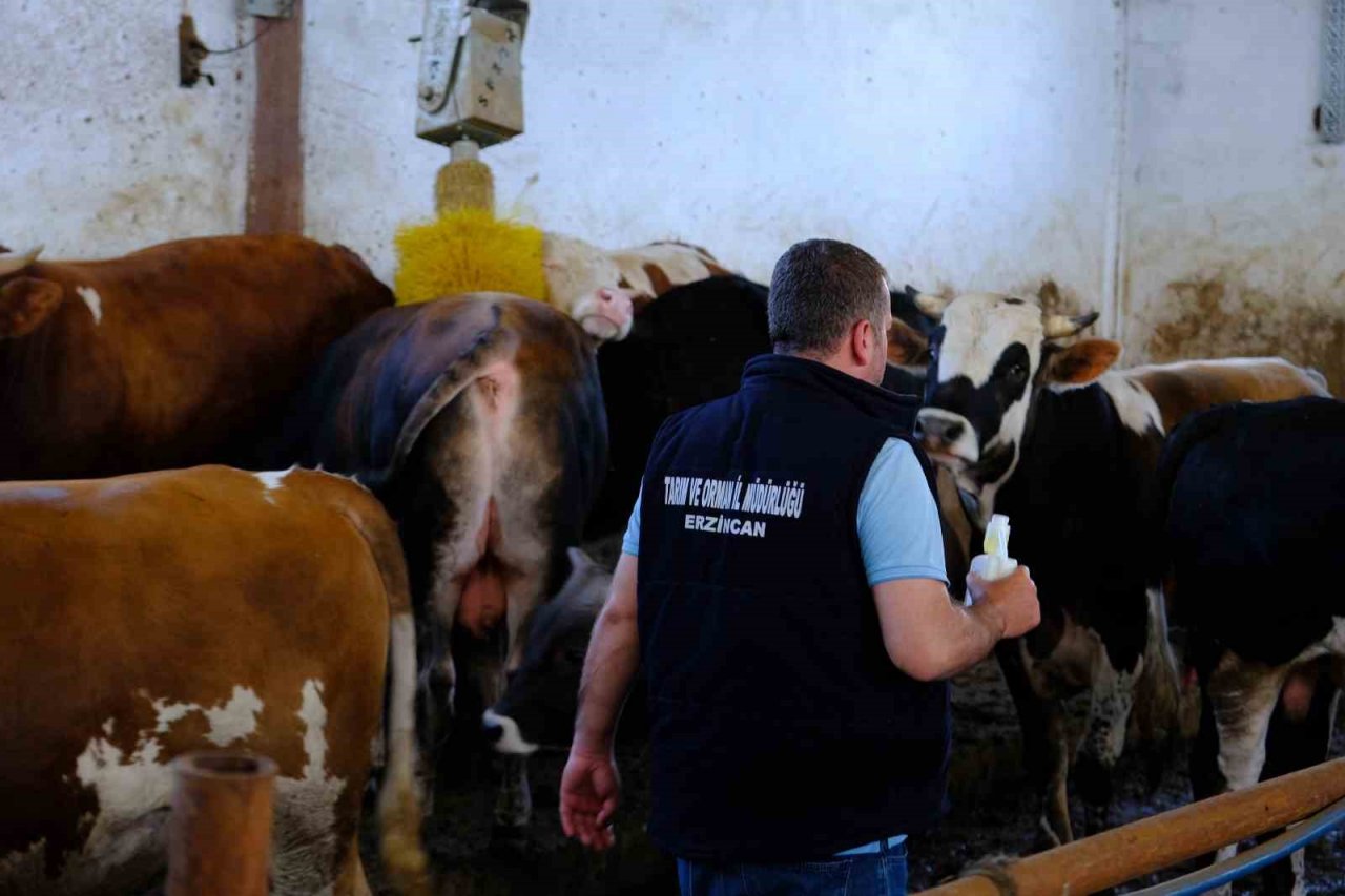 Büyükbaş hayvanlar kenelere karşı ilaçlanıyor