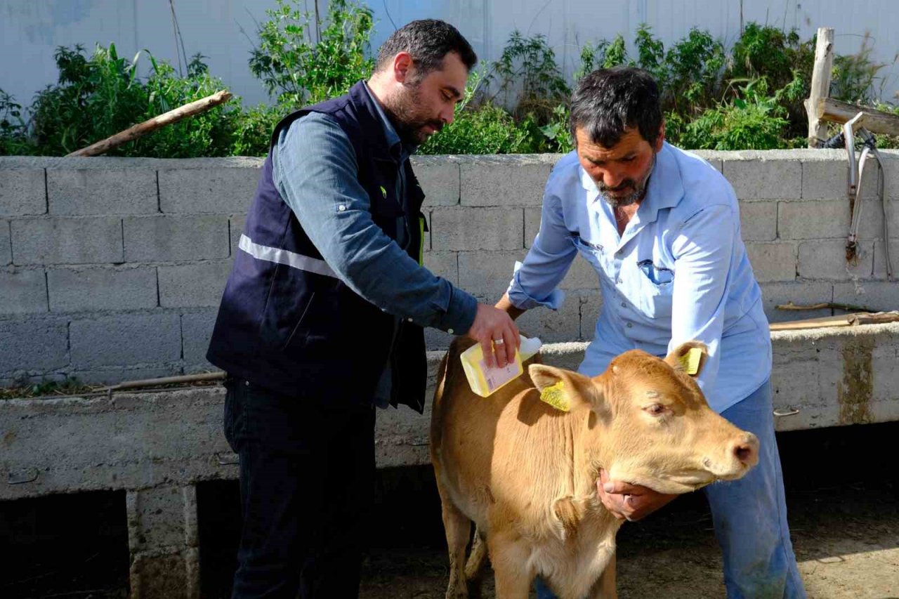 Büyükbaş hayvanlar kenelere karşı ilaçlanıyor