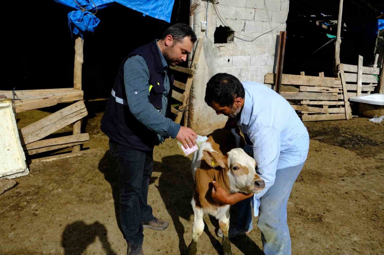 Büyükbaş hayvanlar kenelere karşı ilaçlanıyor