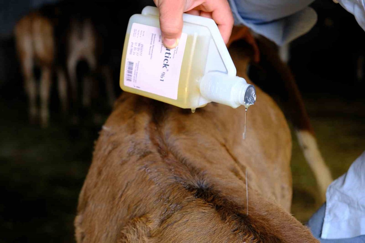 Büyükbaş hayvanlar kenelere karşı ilaçlanıyor