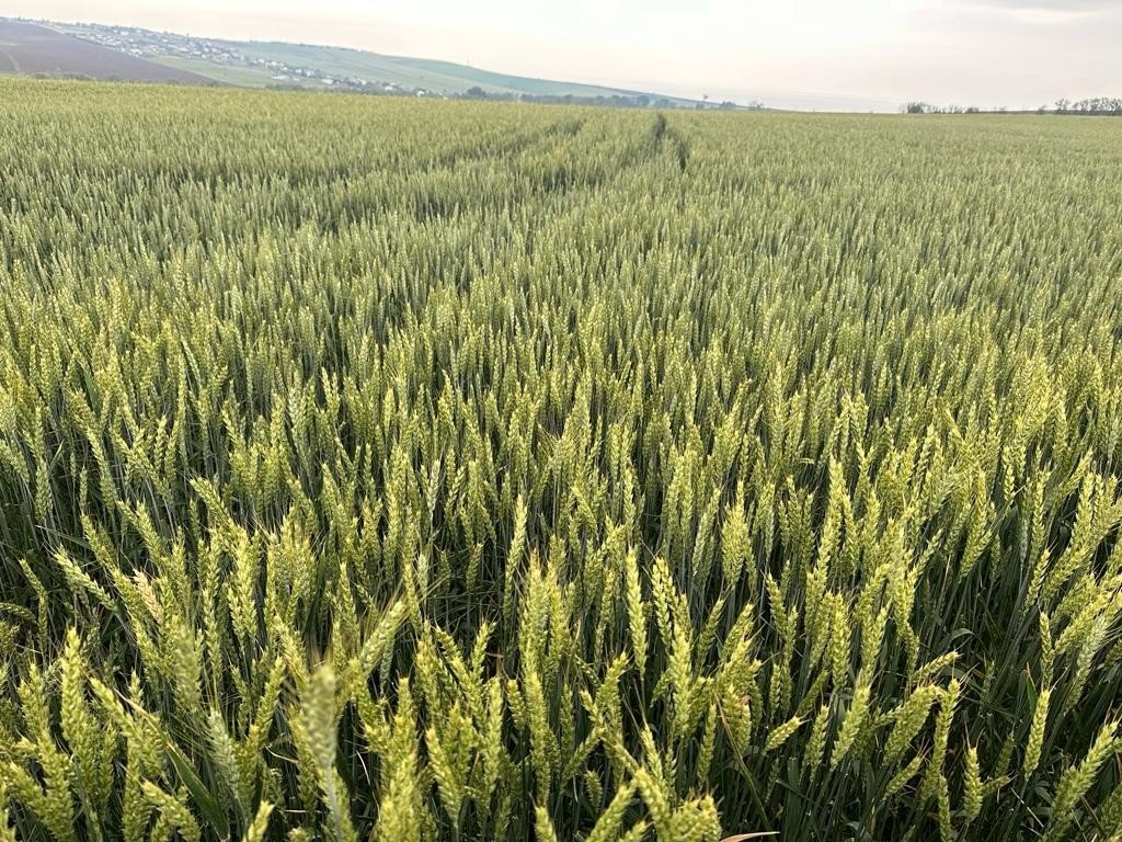Tekirdağ’da hububat hastalık ve zararlı kontrolleri sürüyor