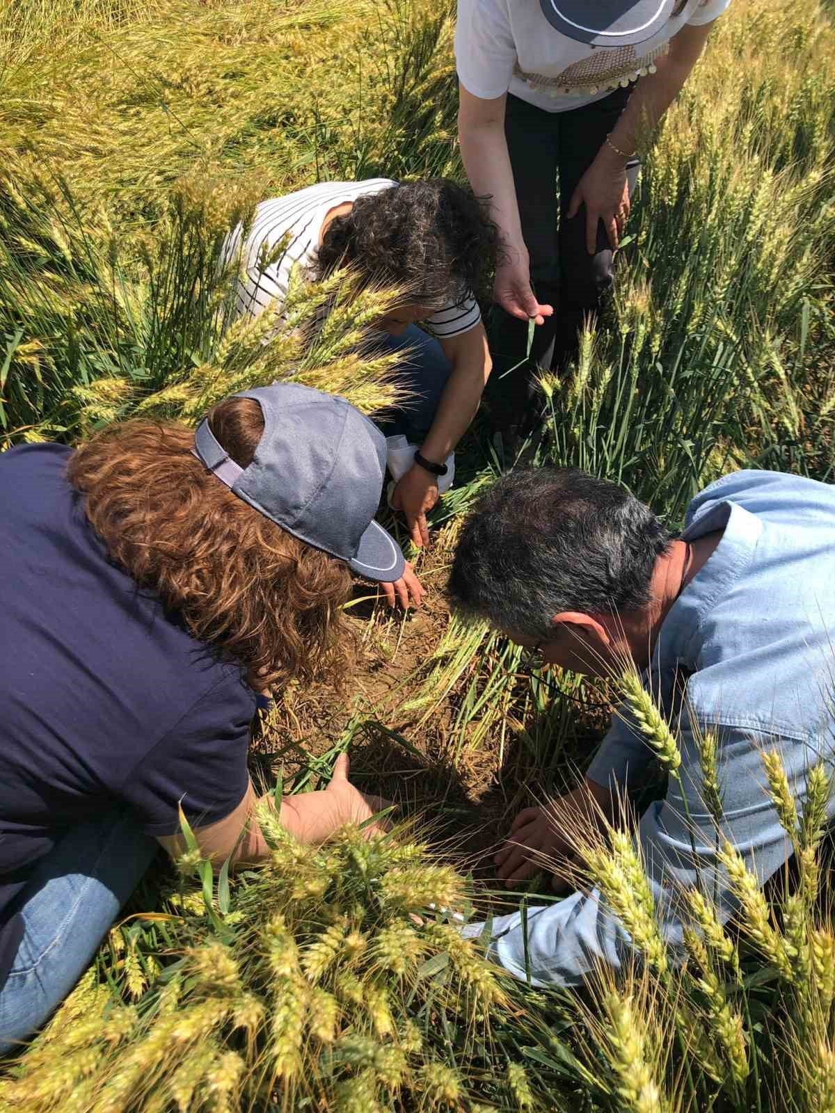 Tekirdağ’da hububat hastalık ve zararlı kontrolleri sürüyor