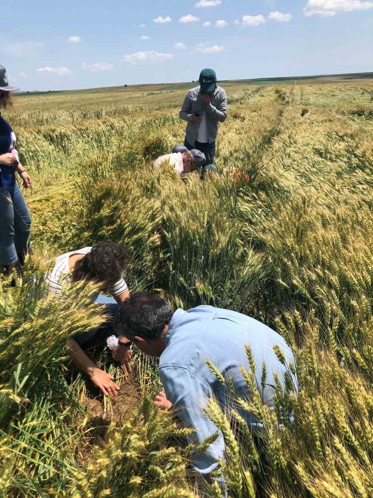 Tekirdağ’da hububat hastalık ve zararlı kontrolleri sürüyor