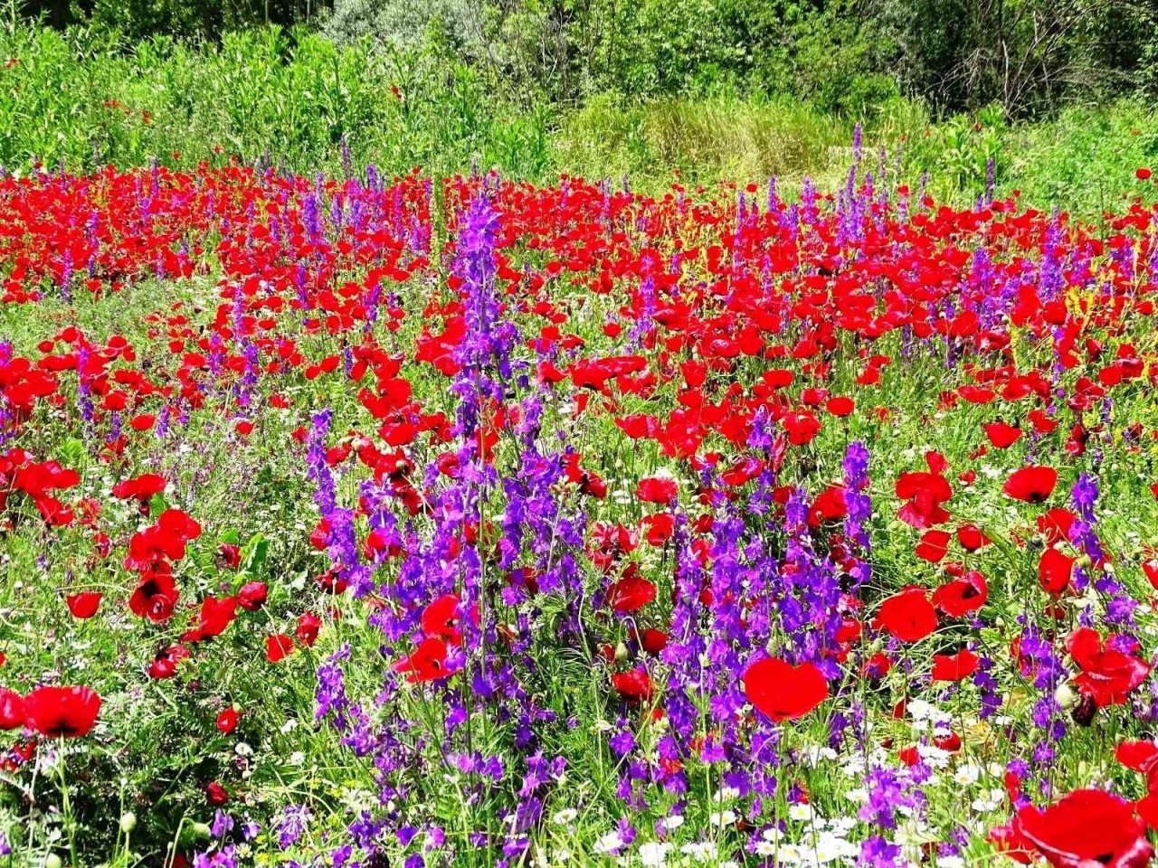 Hisarcık’ta açan gelincikler tarlaları kırmızıya boyadı