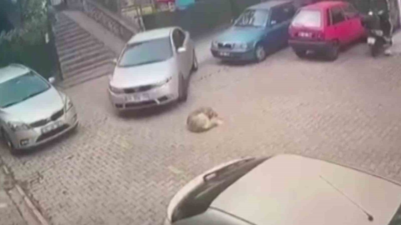 Kartal’da yerde yatan köpeği otomobiliyle ezerek telef etti