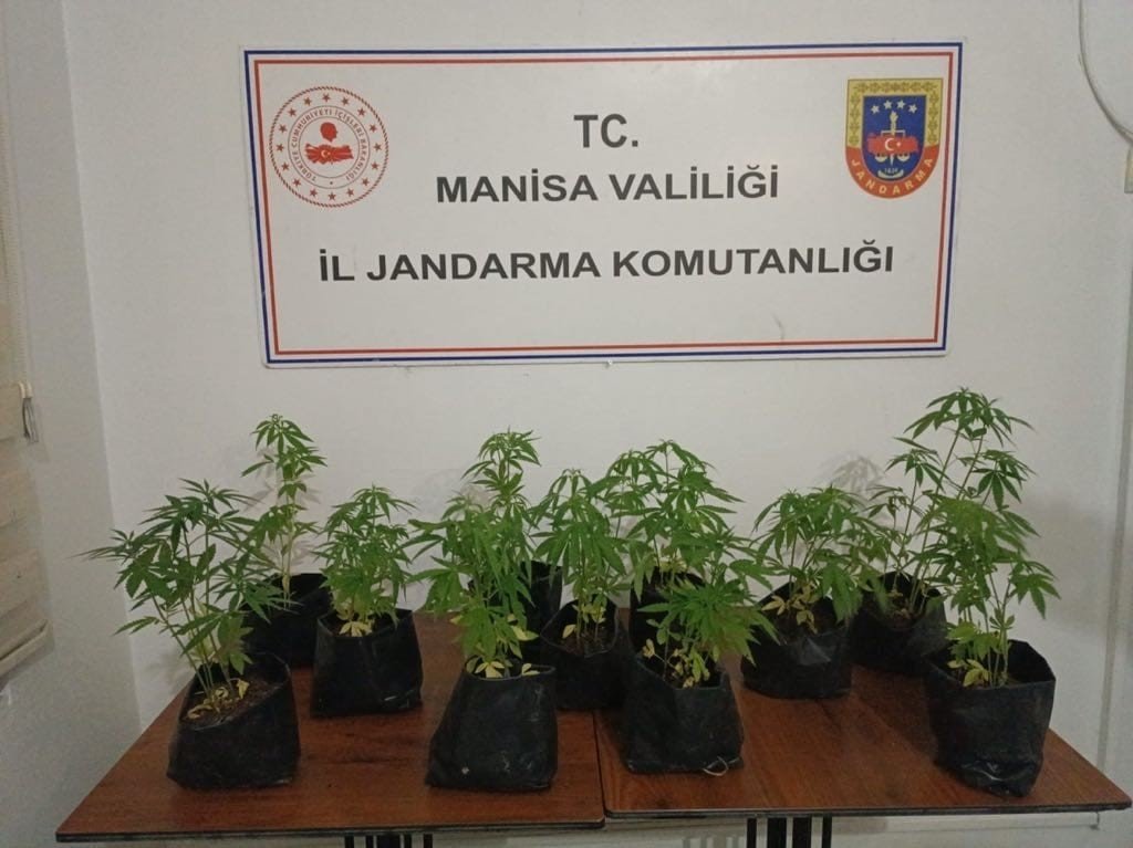 Dikime hazır fide halinde 733 kök kenevir ele geçirildi