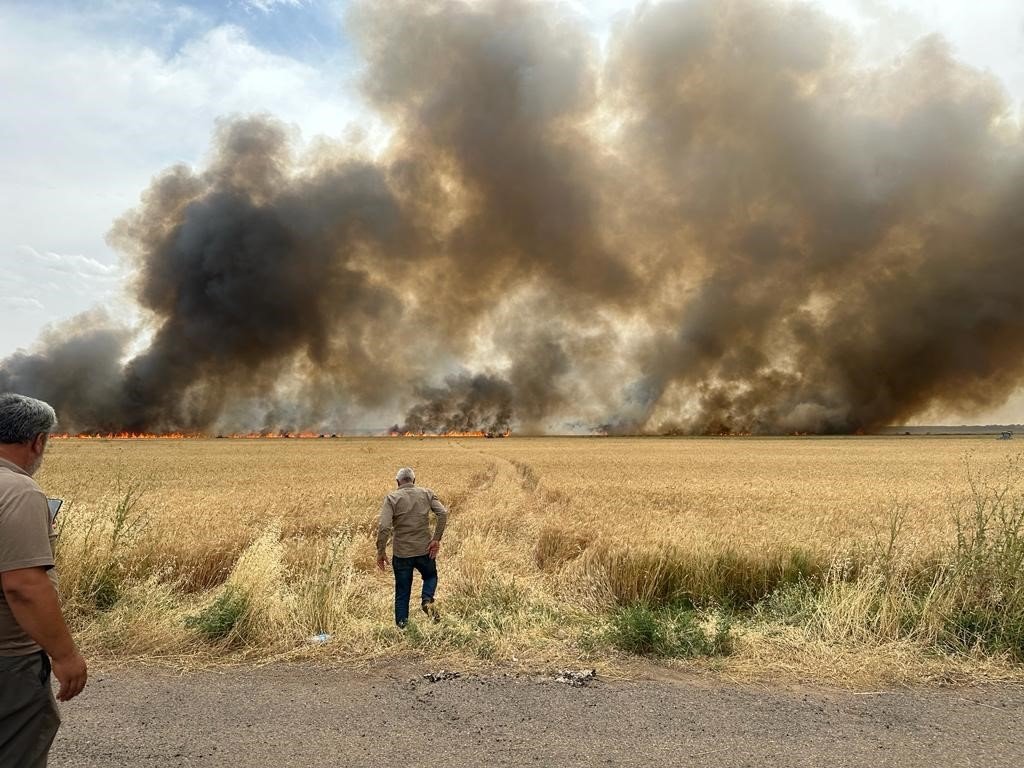 Derik’te 120 dönüm buğday tarlası küle döndü